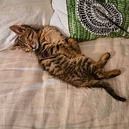 Toli a rejoint le concours — aidez-le/la à gagner de superbes lots ! cat, kitten, sleeping, bed, pillow, blanket, fur, stripes, tabby, pet, nap, indoor, cozy, tail, whiskers, ear, face, patterned_pillow, soft_texture, resting