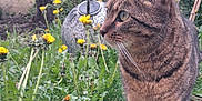 Toli a rejoint le concours — aidez-le/la à gagner de superbes lots ! cat, tabby_cat, pet, animal, outdoor, garden, flowers, dandelion, grass, greenery, close_up, whiskers, stripes, portrait, paws, foliage, ivy, decorative_lantern, wall, curiosity