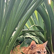 Mitch a rejoint le concours — aidez-le/la à gagner de superbes lots ! cat, ginger_cat, feline, whiskers, ears, green_leaves, plant, garden, outdoor, soil, close_up, portrait, crouching, resting, alert, natural_light, vegetation, pet, nature, hiding