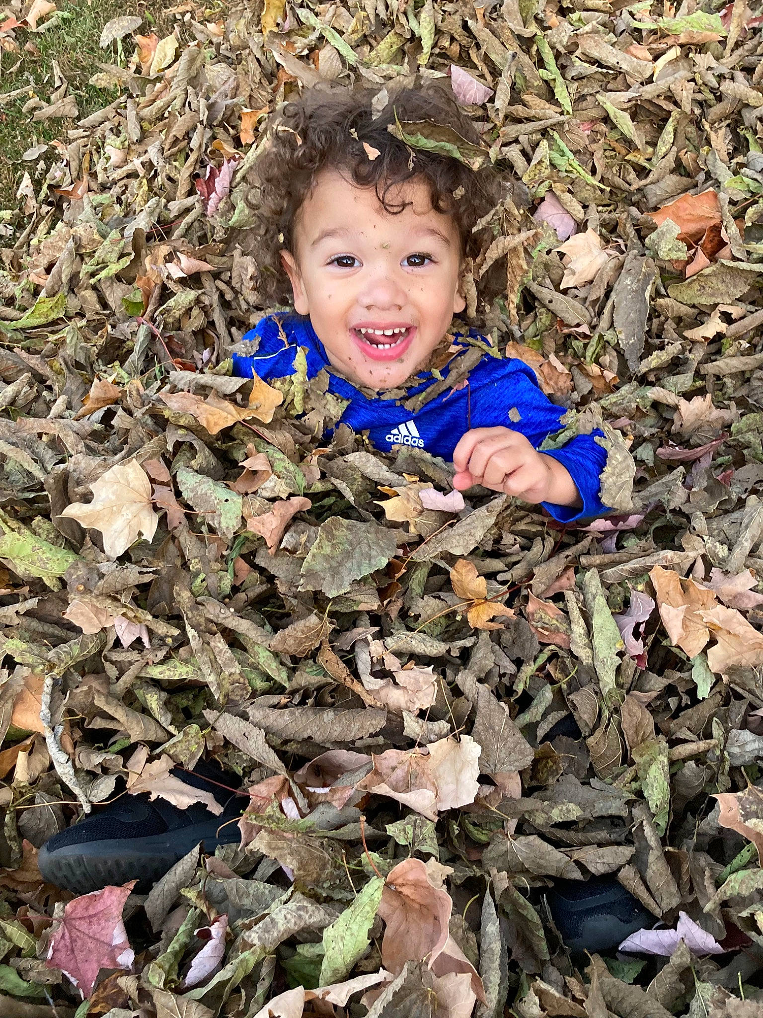 Maxwell joined the competition — help win amazing prizes! adaptation, autumn, child, deciduous, eye, face, fun, grass, groundcover, happy, head, leaf, people_in_nature, person, plant, sitting, smile, soil, toddler, tree