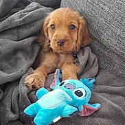 Aston a rejoint le concours — aidez-le/la à gagner de superbes lots ! puppy, dog, blanket, plush_toy, couch, soft_texture, cute, pet, cozy, fur, young_animal, indoors, resting, snuggling, toy, brown_fur, blue_toy, relaxing, domestic_animal, companion