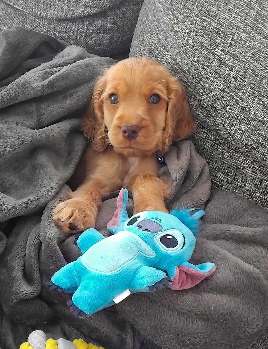 Aston a rejoint le concours — aidez-le/la à gagner de superbes lots ! puppy, dog, blanket, plush_toy, couch, soft_texture, cute, pet, cozy, fur, young_animal, indoors, resting, snuggling, toy, brown_fur, blue_toy, relaxing, domestic_animal, companion