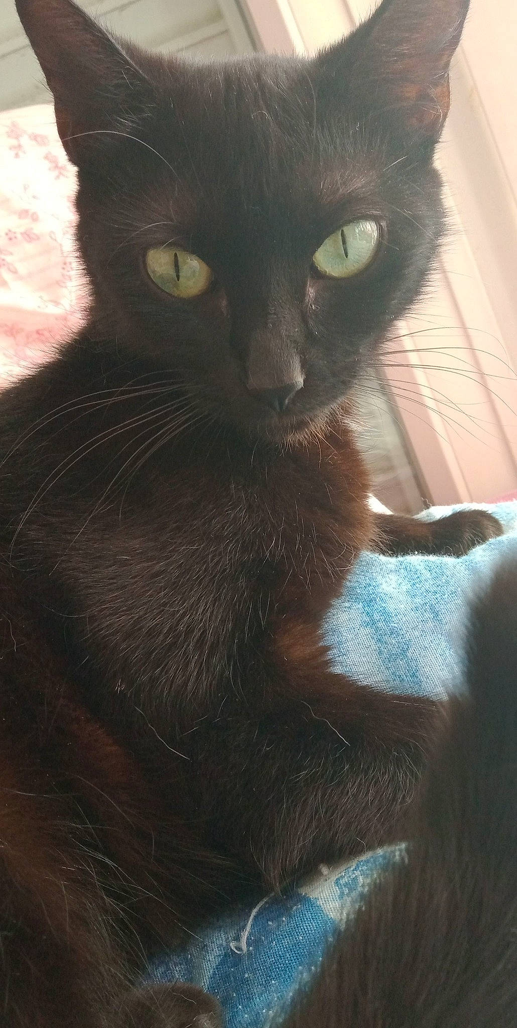 Kuro participe au concours pour gagner de l'argent avec cette photo : carnivore, cat, comfort, domestic_short_haired_cat, ear, electric_blue, felidae, fur, iris, small_to_medium_sized_cats, snout, tail, terrestrial_animal, whiskers