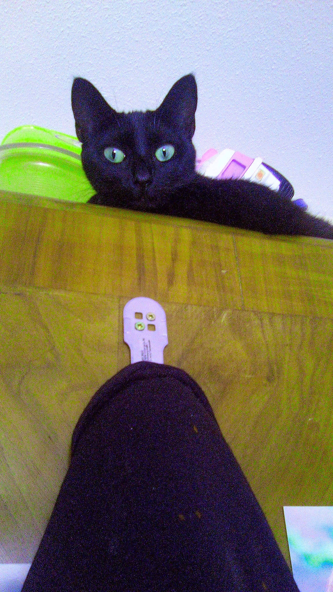 Kuro a rejoint le concours — aidez-le/la à gagner de superbes lots ! black_cat, bombay, brown, carnivore, cat, electric_blue, felidae, purple, small_to_medium_sized_cats, terrestrial_animal, tints_and_shades, whiskers