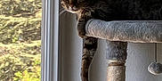 Max joined the competition — help win amazing prizes! cat, tabby, cat_tree, window, indoor, relaxed, paw, feline, pet, animal, sunlight, daylight, curious, looking_out, home, domestic_cat, fur, whiskers, ears, resting