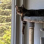 cat, tabby, cat_tree, window, indoor, relaxed, paw, feline, pet, animal, sunlight, daylight, curious, looking_out, home, domestic_cat, fur, whiskers, ears, resting