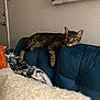 cat, tabby, couch, blue_couch, blanket, orange_cushion, indoor, relaxed, pet, feline, fur, domestic_animal, wall, door, home_interior, resting, cozy, furniture, animal, living_room