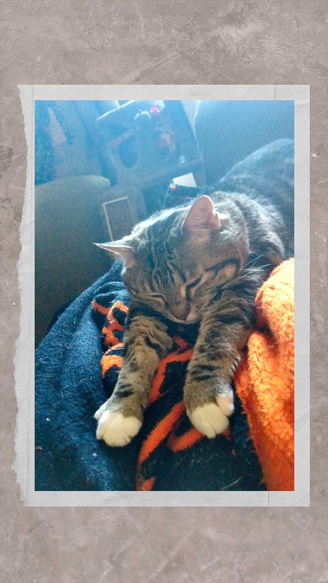 Abby joined the competition — help win amazing prizes! art, carnivore, cat, comfort, domestic_short_haired_cat, electric_blue, felidae, fur, grass, organism, paw, room, small_to_medium_sized_cats, still_life_photography, tail, terrestrial_animal, textile, visual_arts, whiskers, window