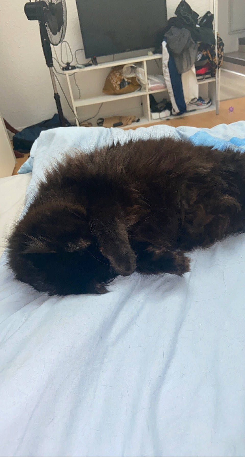 Purple participe au concours pour gagner de l'argent avec cette photo : canidae, carnivore, cat, claw, comfort, companion_dog, dog_breed, duvet, felidae, fur, linens, liver, nap, small_to_medium_sized_cats, snout, snow, sporting_group, tail, whiskers, winter