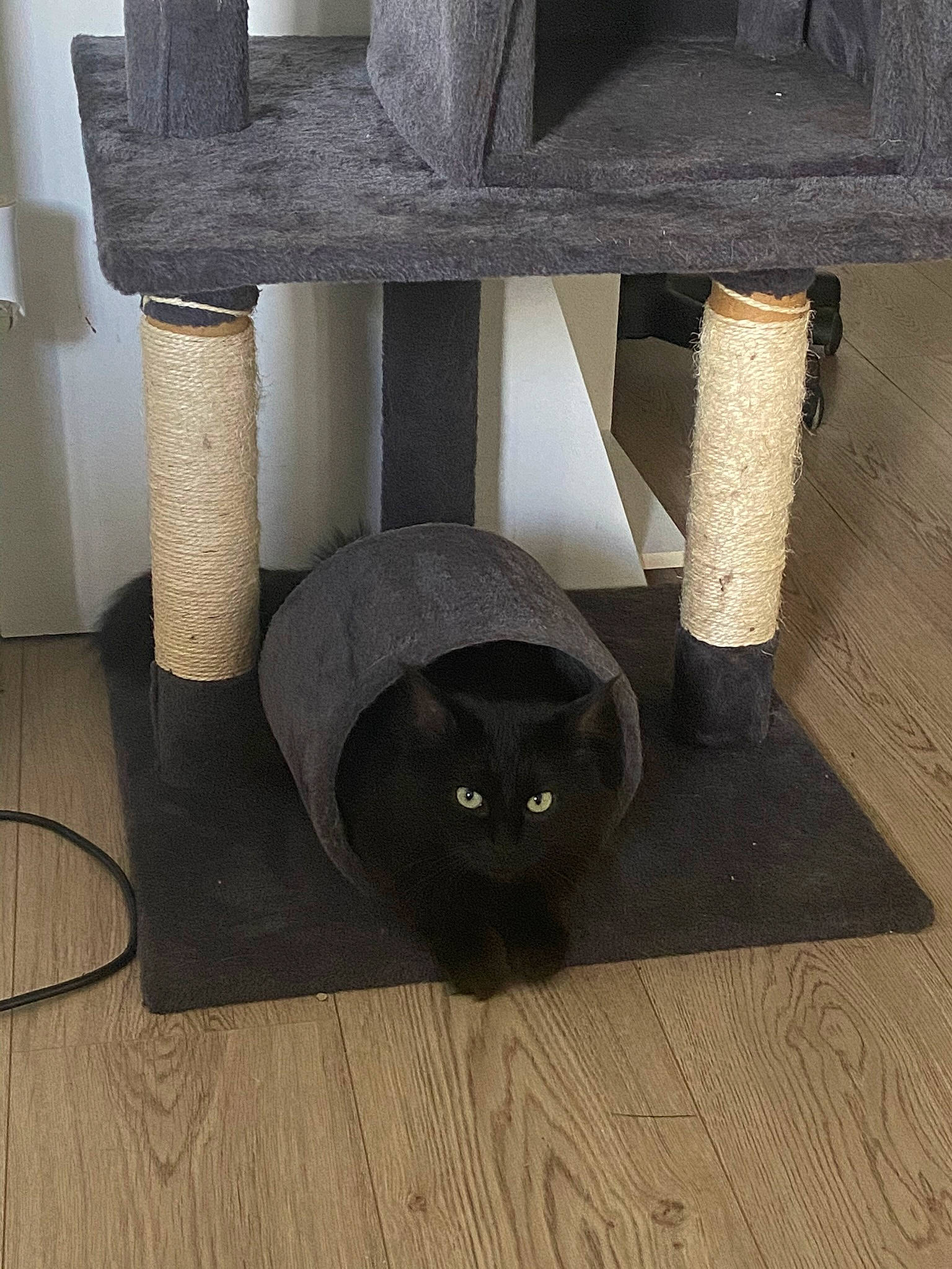 Purple participe au concours pour gagner de l'argent avec cette photo : black, bombay, carnivore, cat, cat_supply, chair, felidae, floor, flooring, grey, hardwood, light, mammal, product, shelf, small_to_medium_sized_cats, whiskers, white, wood, wood_stain