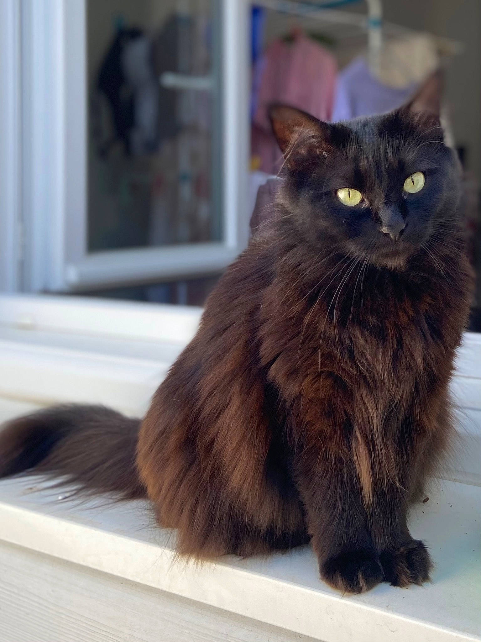 Purple participe au concours pour gagner de l'argent avec cette photo : black_cat, bombay, british_longhair, carnivore, cat, claw, domestic_short_haired_cat, felidae, fixture, fur, grey, small_to_medium_sized_cats, snout, tail, terrestrial_animal, whiskers, window