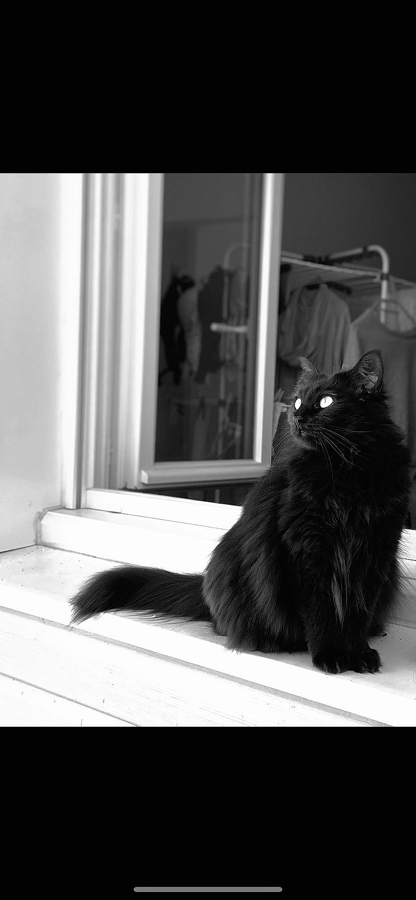 Purple a rejoint le concours — aidez-le/la à gagner de superbes lots ! black, black_and_white, black_cat, carnivore, cat, comfort, curtain, felidae, grey, line, monochrome, monochrome_photography, room, small_to_medium_sized_cats, snout, style, tail, tints_and_shades, whiskers, window