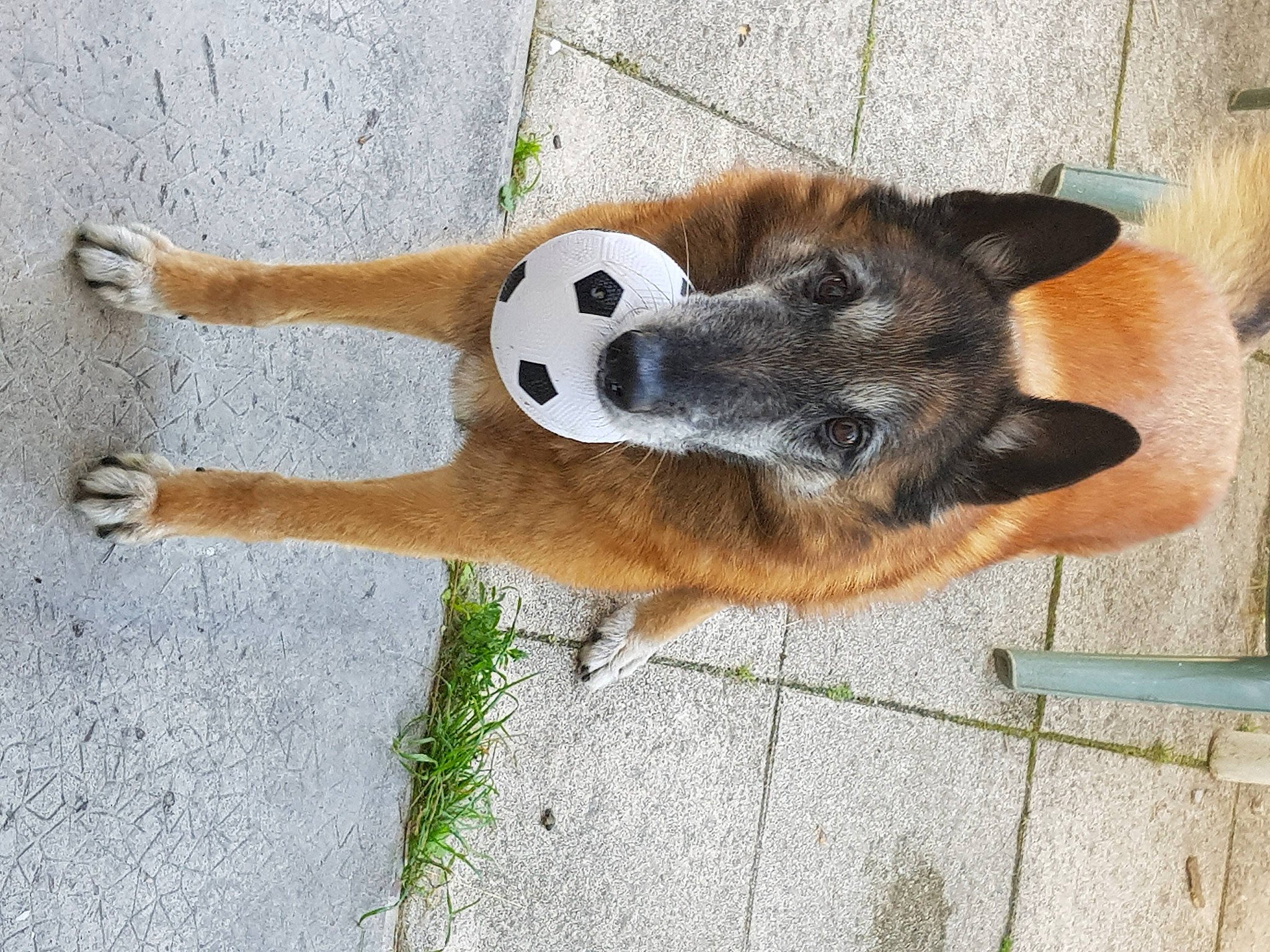 Falco participe au concours pour gagner de l'argent avec cette photo : biting, canidae, carnivore, companion_dog, dog, dog_breed, dog_supply, fawn, fur, paw, snout, sporting_group, tail, terrestrial_animal, wood, working_animal, working_dog