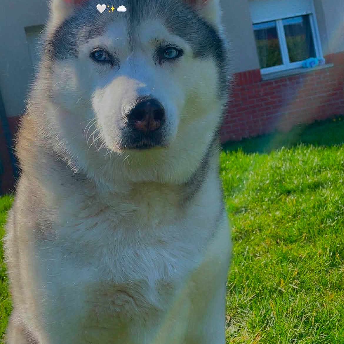 Maïla