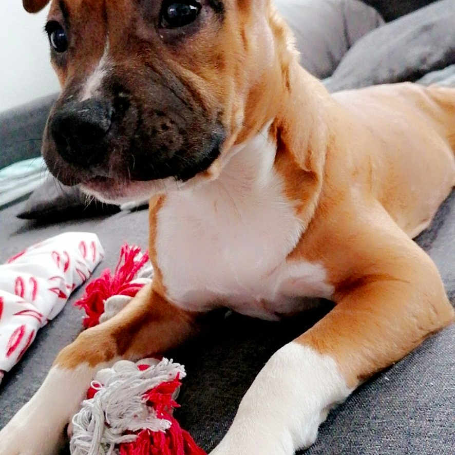 Naya