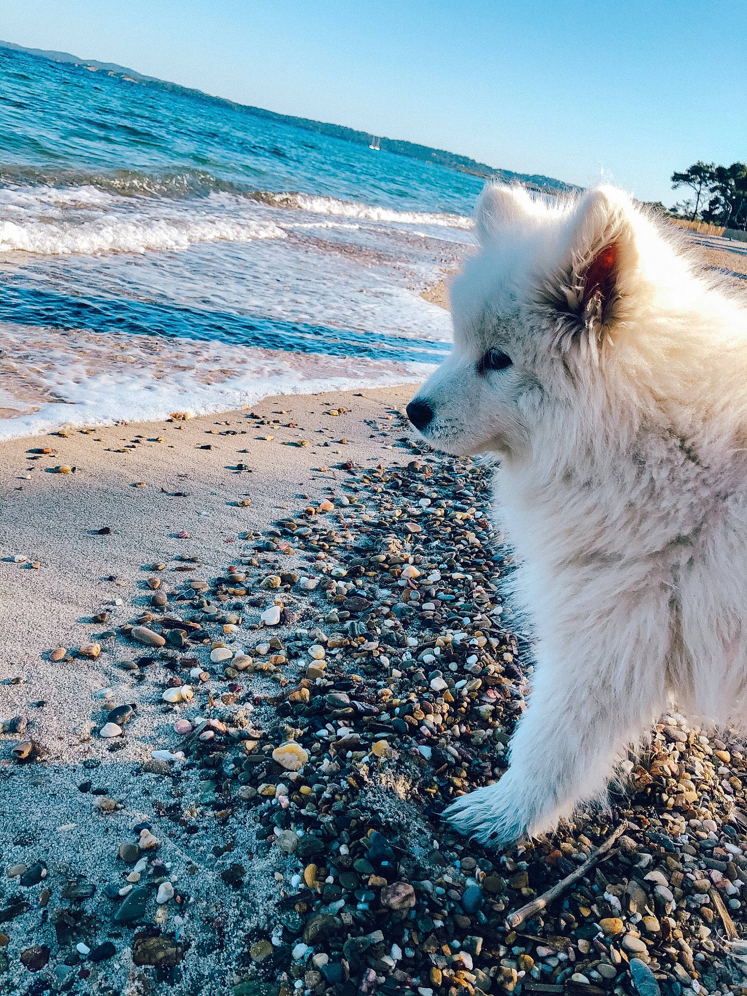 Jax participe au concours pour gagner de l'argent avec cette photo : beach, blue, carnivore, cloud, companion_dog, dog, dog_breed, electric_blue, freezing, fur, ice_cap, ocean, polar_ice_cap, sky, spitz, sporting_group, tree, water, wave, wind_wave
