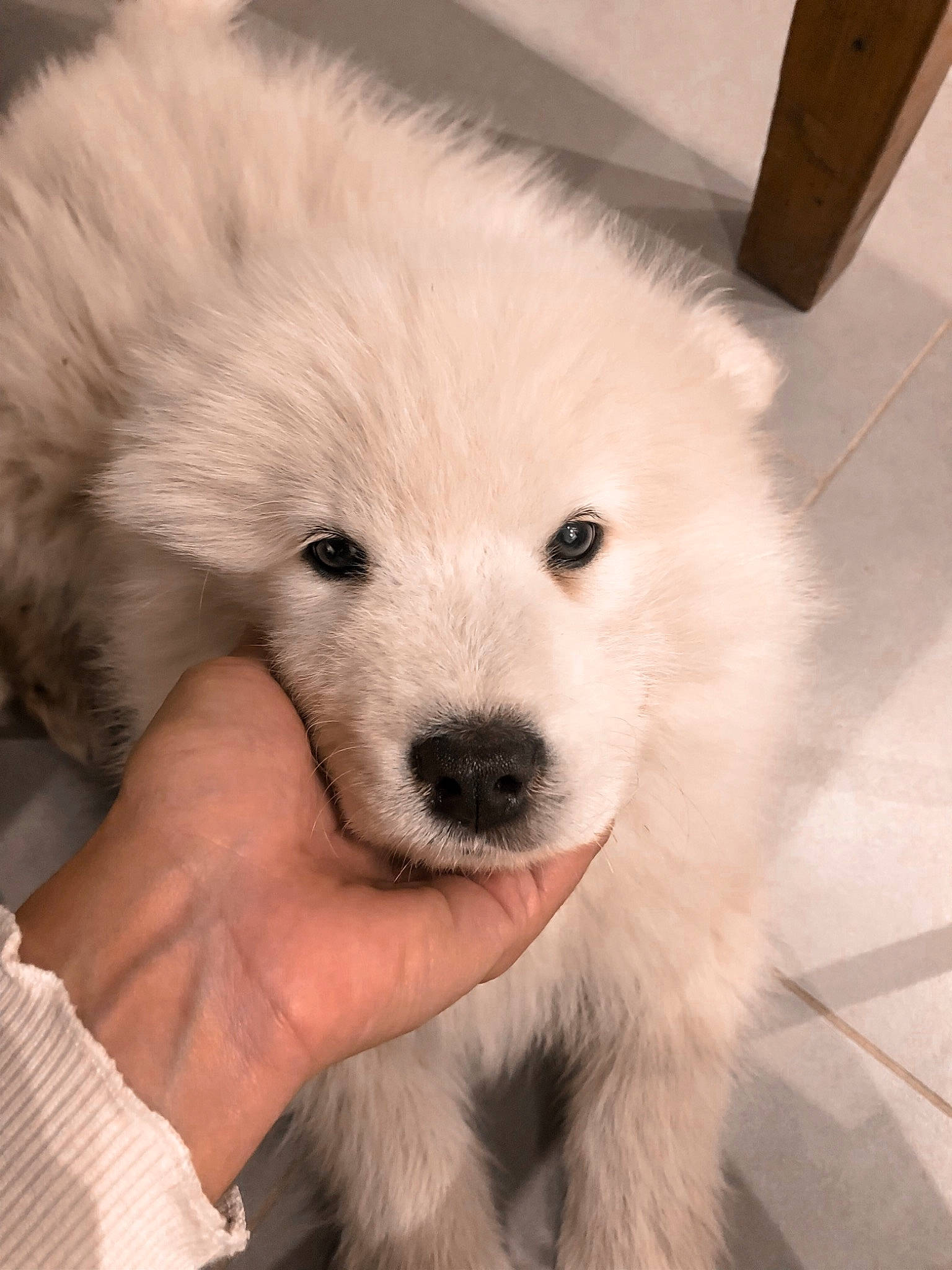 Jax a rejoint le concours — aidez-le/la à gagner de superbes lots ! american_eskimo_dog, canidae, carnivore, companion_dog, dog, dog_breed, fur, german_spitz, german_spitz_mittel, japanese_spitz, maremma_sheepdog, samoyed, snout, spitz, sporting_group, toy_dog, volpino_italiano, whiskers, working_animal, working_dog