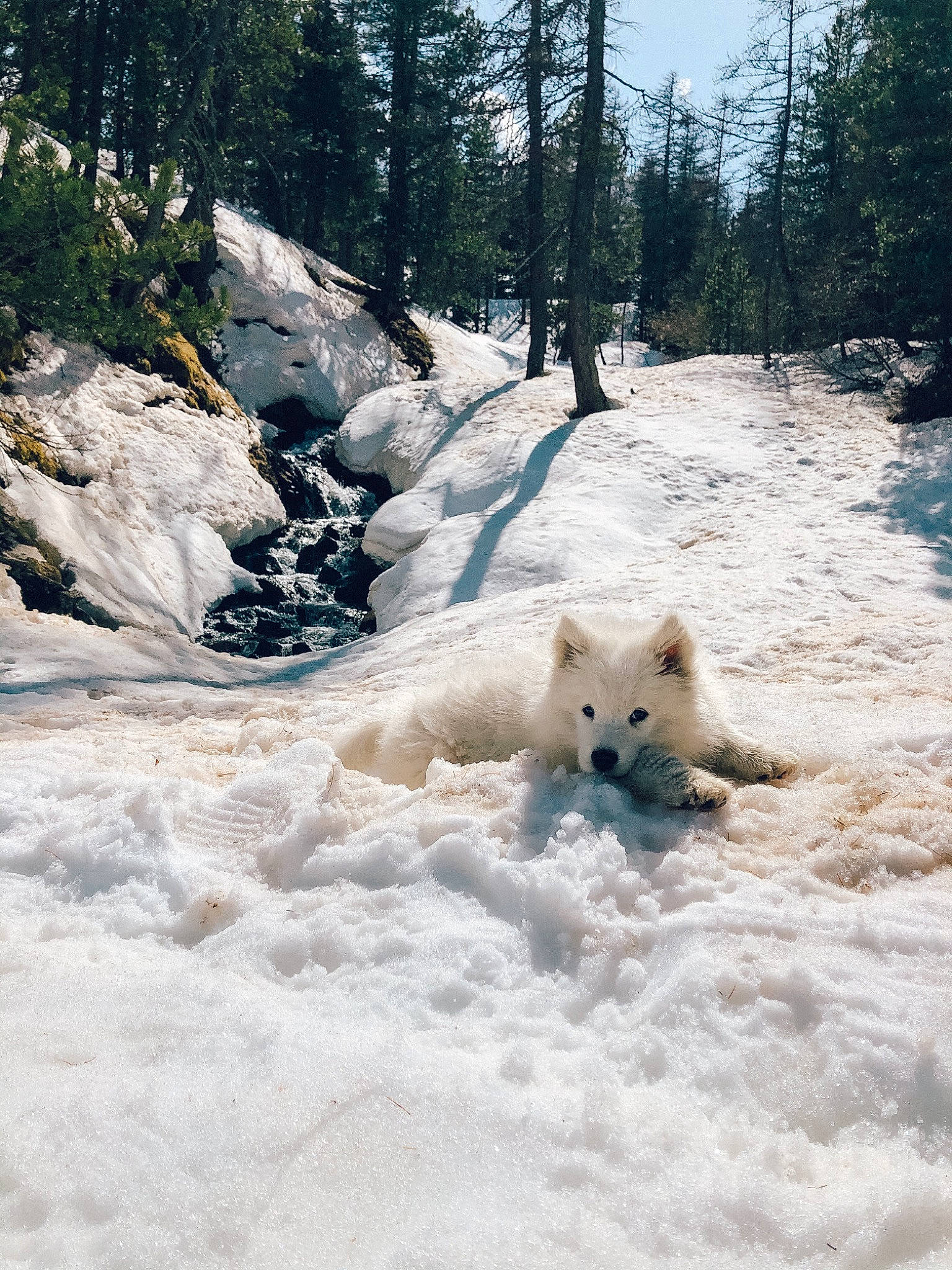 Jax a rejoint le concours — aidez-le/la à gagner de superbes lots ! bedrock, canidae, carnivore, conifer, dog_breed, freezing, frost, fur, geological_phenomenon, glacial_landform, ice_cap, landscape, natural_landscape, plant, polar_ice_cap, sky, slope, snow, tree, winter