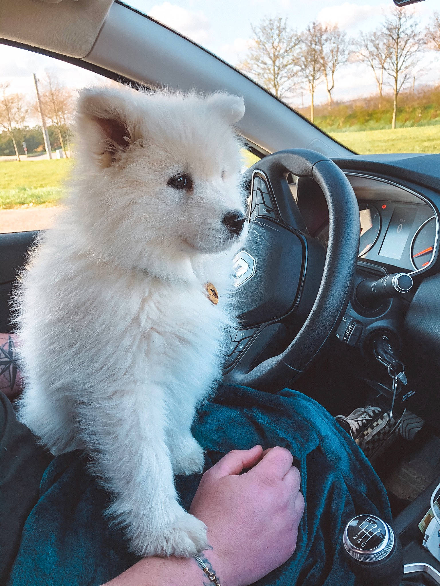 Jax a rejoint le concours — aidez-le/la à gagner de superbes lots ! automotive_design, automotive_mirror, car, carnivore, cloud, companion_dog, dog, dog_breed, fawn, hood, motor_vehicle, personal_luxury_car, plant, sky, snout, steering_wheel, tree, vehicle, windscreen_wiper, windshield