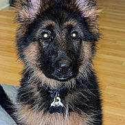 Aiko a rejoint le concours — aidez-le/la à gagner de superbes lots ! dog, puppy, german_shepherd, pet, collar, indoor, floor, ears, fur, cute, animal, canine, young_dog, portrait, tag, black_and_tan, sitting, looking, domestic_animal, friendly
