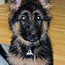 dog, puppy, german_shepherd, pet, collar, indoor, floor, ears, fur, cute, animal, canine, young_dog, portrait, tag, black_and_tan, sitting, looking, domestic_animal, friendly