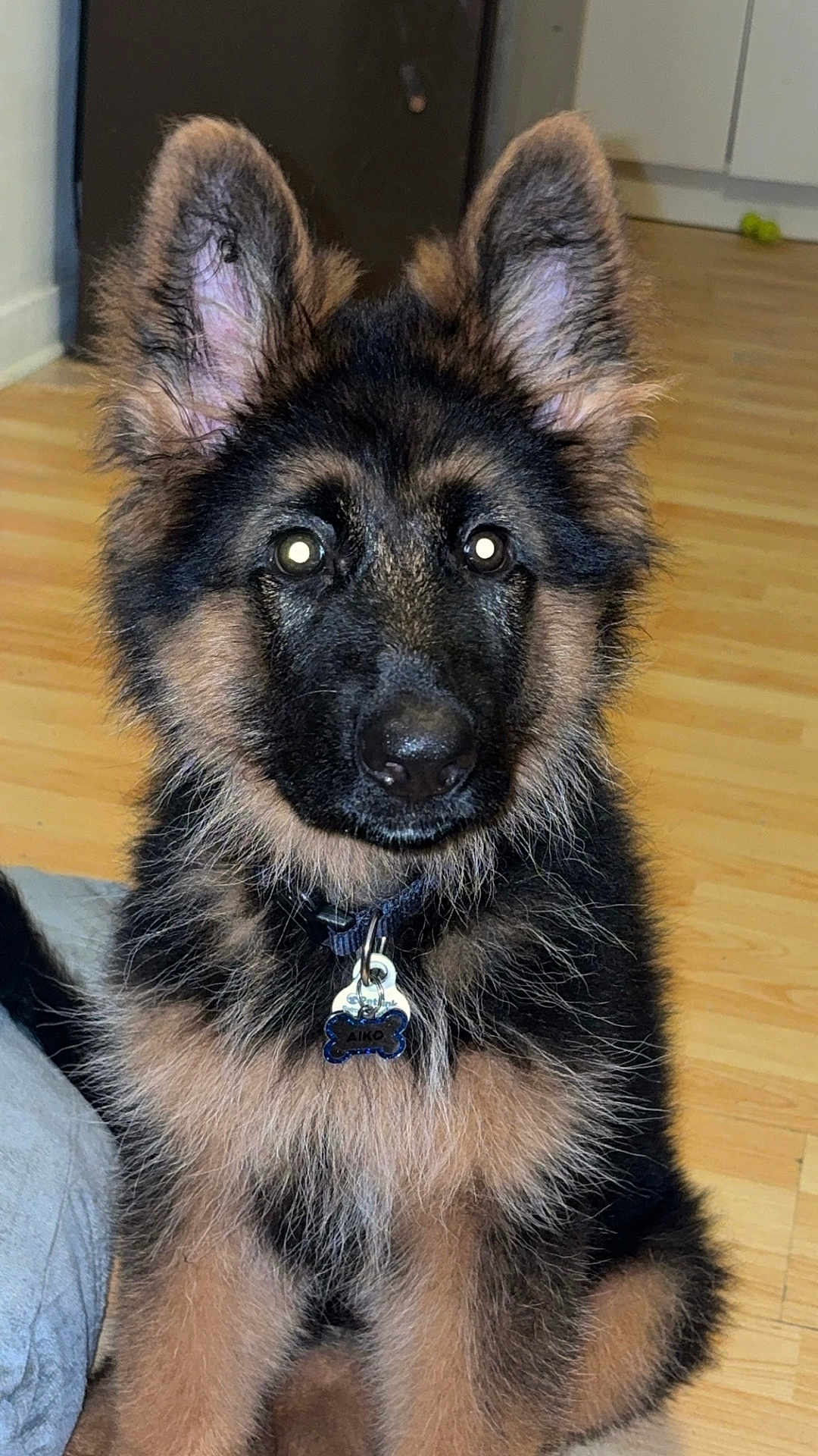 Aiko a rejoint le concours — aidez-le/la à gagner de superbes lots ! dog, puppy, german_shepherd, pet, collar, indoor, floor, ears, fur, cute, animal, canine, young_dog, portrait, tag, black_and_tan, sitting, looking, domestic_animal, friendly
