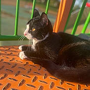 Minuit participe au concours pour gagner de l'argent avec cette photo : abyssinian, animal, architecture, blackcat, building, cat, crib, deck, furniture, grass, house, housing, kitten, manx, outdoors, pet, plant, playarea, porch, railing