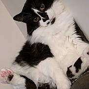 Freddy is registered to the contest to win money with this photo: cat, black_and_white, fluffy, pet, paw, pink_paw_pads, relaxed, indoor, feline, cute, animal, whiskers, ears, fur, close_up, resting, soft, domestic, portrait, cozy