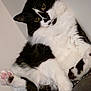 cat, black_and_white, fluffy, pet, paw, pink_paw_pads, relaxed, indoor, feline, cute, animal, whiskers, ears, fur, close_up, resting, soft, domestic, portrait, cozy