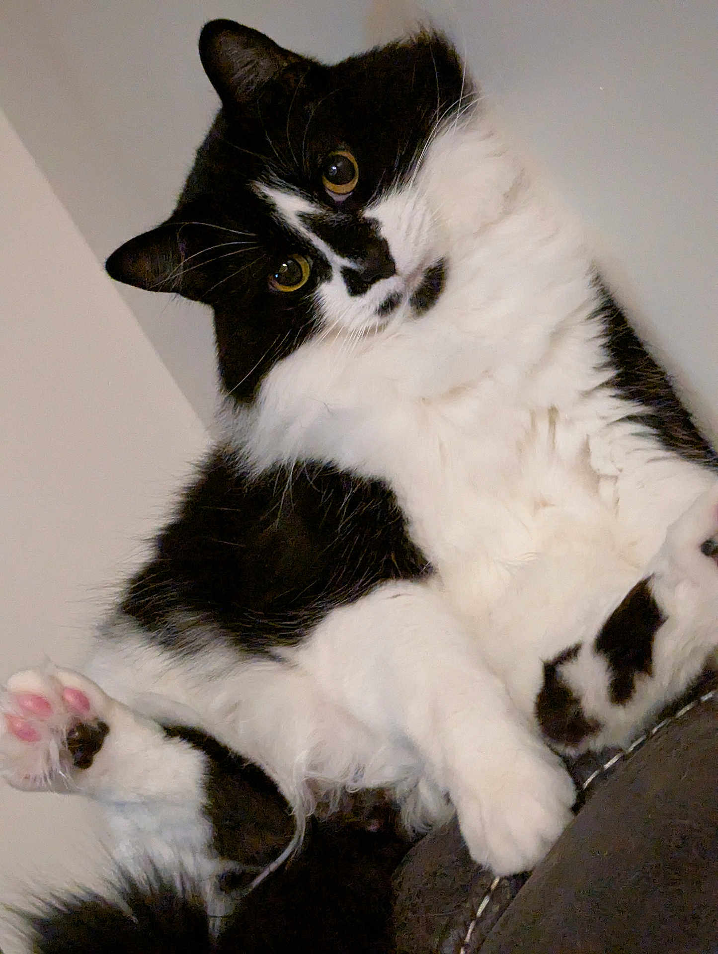 Freddy is registered to the contest to win money with this photo: cat, black_and_white, fluffy, pet, paw, pink_paw_pads, relaxed, indoor, feline, cute, animal, whiskers, ears, fur, close_up, resting, soft, domestic, portrait, cozy