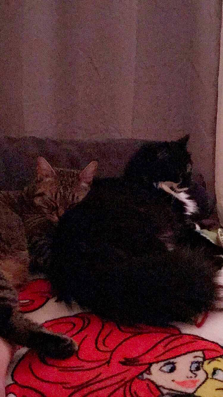 Mimine a rejoint le concours — aidez-le/la à gagner de superbes lots ! asian, black_cat, carnivore, cat, domestic_short_haired_cat, ear, european_shorthair, felidae, fur, kitten, sleep, small_to_medium_sized_cats, tail, whiskers