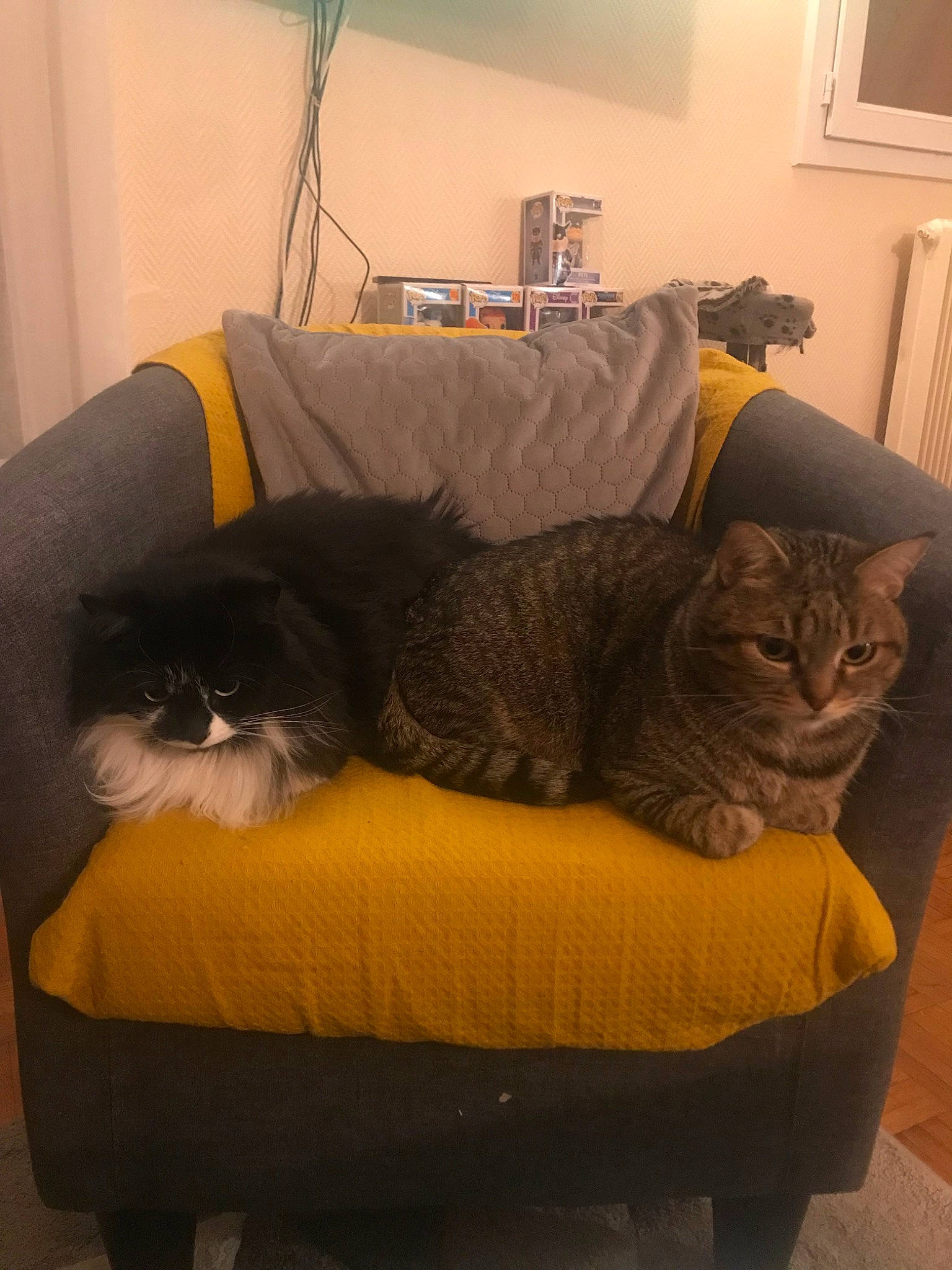 Mimine a rejoint le concours — aidez-le/la à gagner de superbes lots ! asian, black_cat, british_shorthair, carnivore, cat, chair, chartreux, comfort, couch, domestic_short_haired_cat, european_shorthair, felidae, fur, furniture, room, sitting, small_to_medium_sized_cats, tail, whiskers