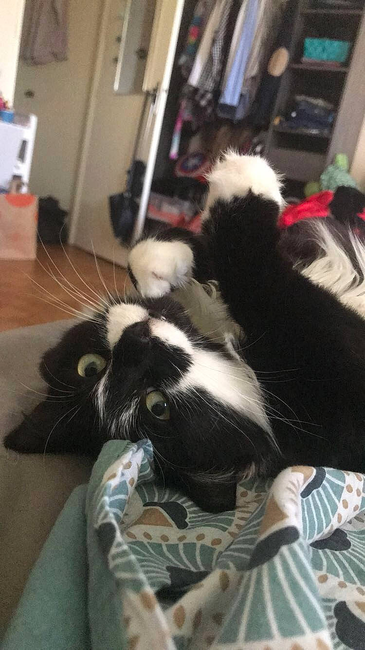 Mimine a rejoint le concours — aidez-le/la à gagner de superbes lots ! border_collie, canidae, carnivore, dog, dog_breed, shih_tzu, sporting_group