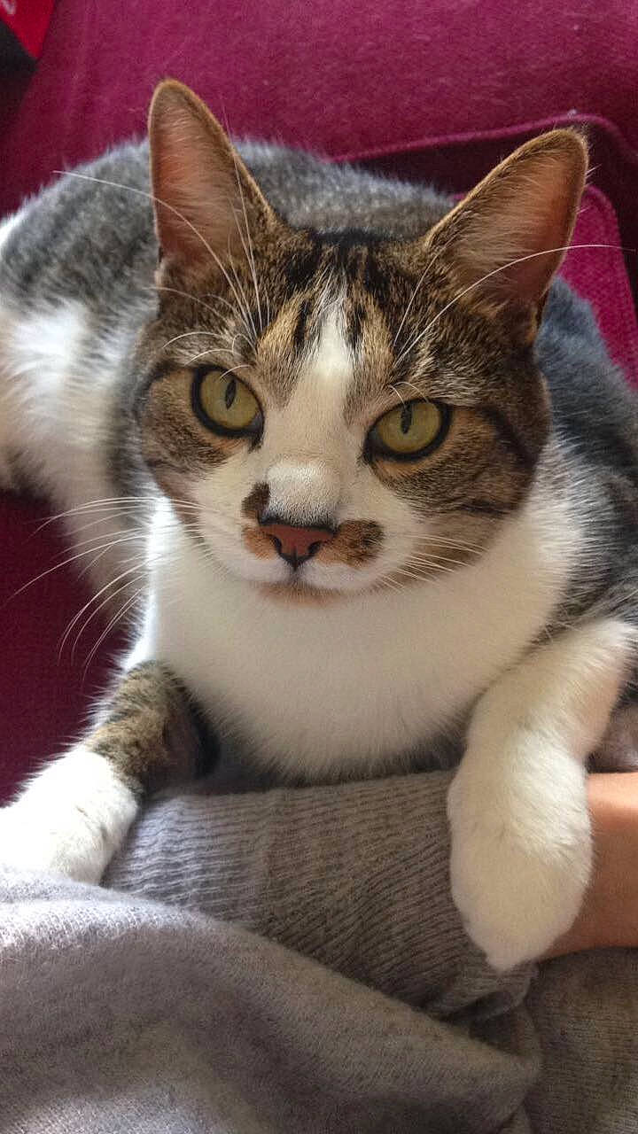 Kiki a rejoint le concours — aidez-le/la à gagner de superbes lots ! aegean_cat, american_shorthair, american_wirehair, asian, australian_mist, carnivore, cat, domestic_short_haired_cat, dragon_li, european_shorthair, felidae, kitten, mammal, polydactyl_cat, small_to_medium_sized_cats, snout, tabby_cat, vertebrate, whiskers