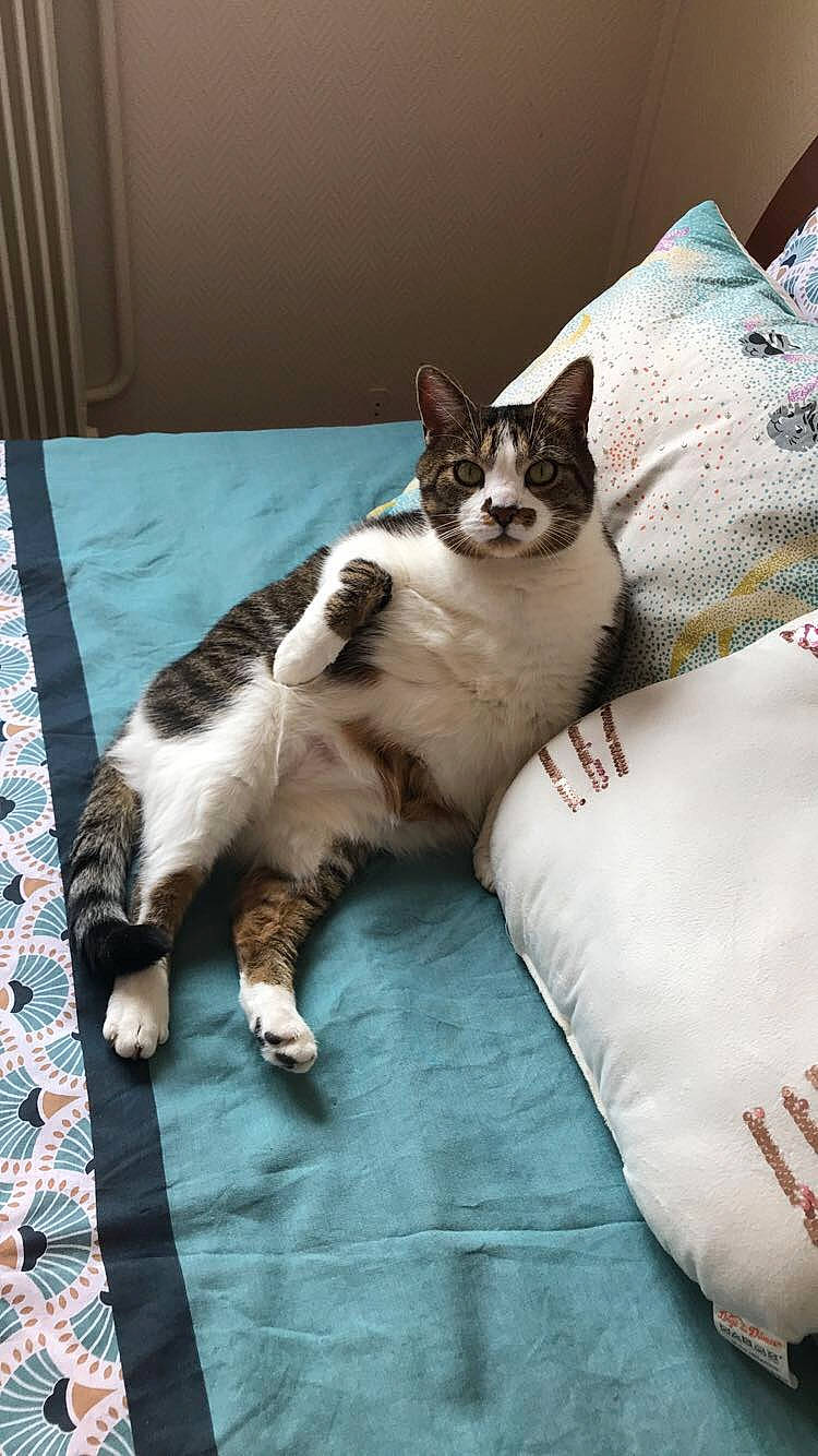 Kiki a rejoint le concours — aidez-le/la à gagner de superbes lots ! aegean_cat, carnivore, cat, domestic_short_haired_cat, european_shorthair, felidae, fur, furniture, kitten, mammal, small_to_medium_sized_cats, sporting_group, tail, whiskers