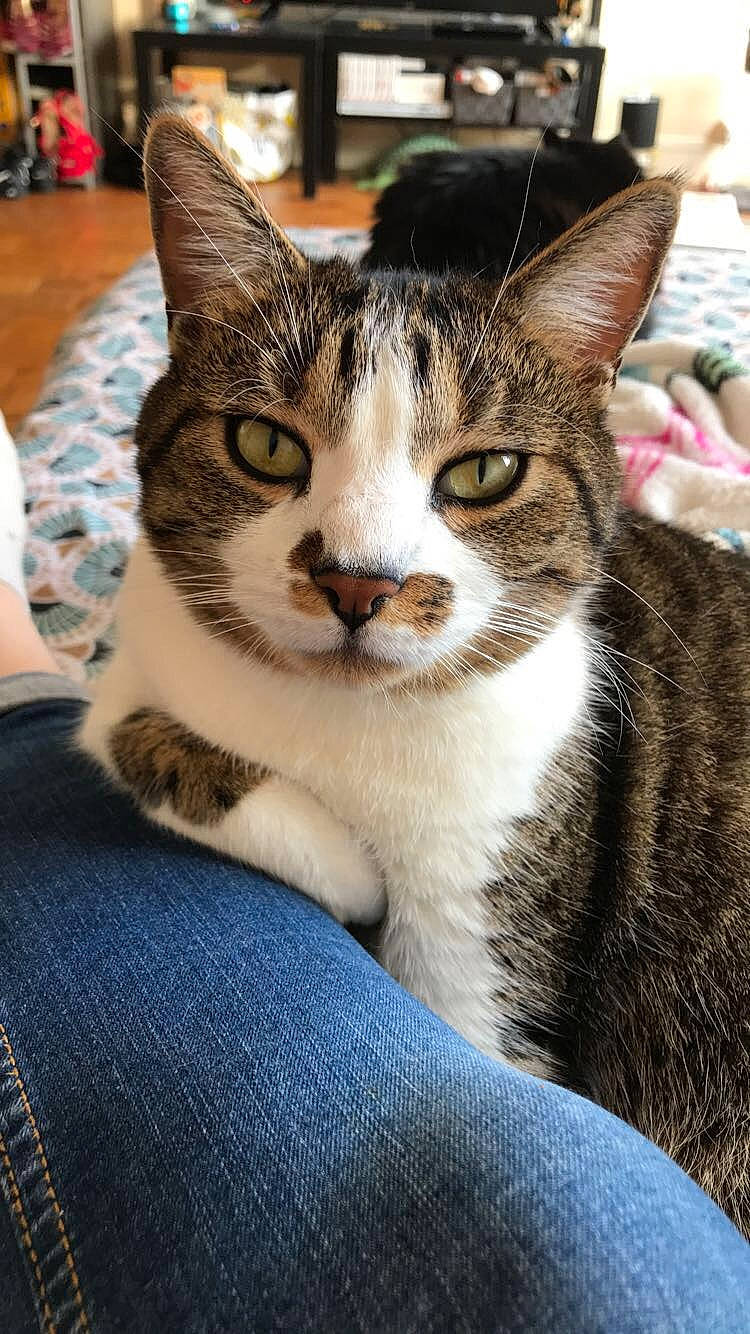 Kiki a rejoint le concours — aidez-le/la à gagner de superbes lots ! aegean_cat, american_shorthair, american_wirehair, arabian_mau, asian, carnivore, cat, domestic_short_haired_cat, dragon_li, egyptian_mau, european_shorthair, felidae, fur, german_rex, kitten, mammal, small_to_medium_sized_cats, snout, tabby_cat, whiskers