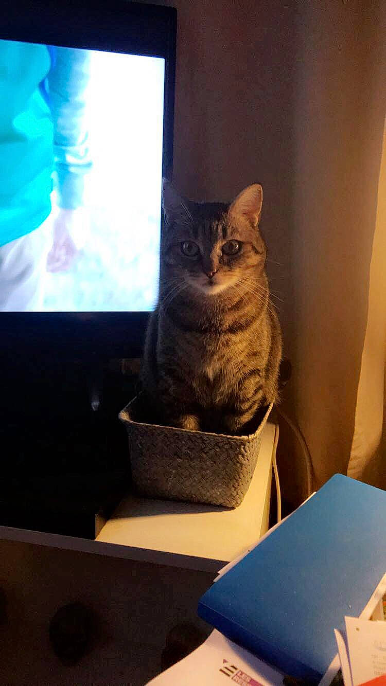 Bigoudi participe au concours pour gagner de l'argent avec cette photo : american_shorthair, asian, california_spangled, carnivore, cat, domestic_short_haired_cat, dragon_li, egyptian_mau, european_shorthair, felidae, kitten, ocicat, small_to_medium_sized_cats, tabby_cat, whiskers