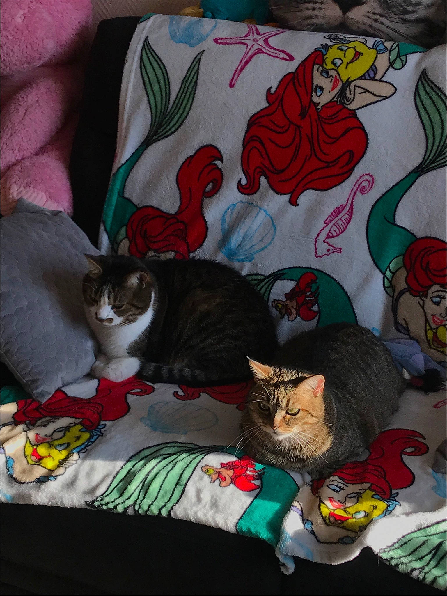 Bigoudi participe au concours pour gagner de l'argent avec cette photo : asian, bed_sheet, carnivore, cat, couch, cushion, domestic_short_haired_cat, felidae, kitten, linens, nap, quilt, small_to_medium_sized_cats, tabby_cat, tail, textile, whiskers