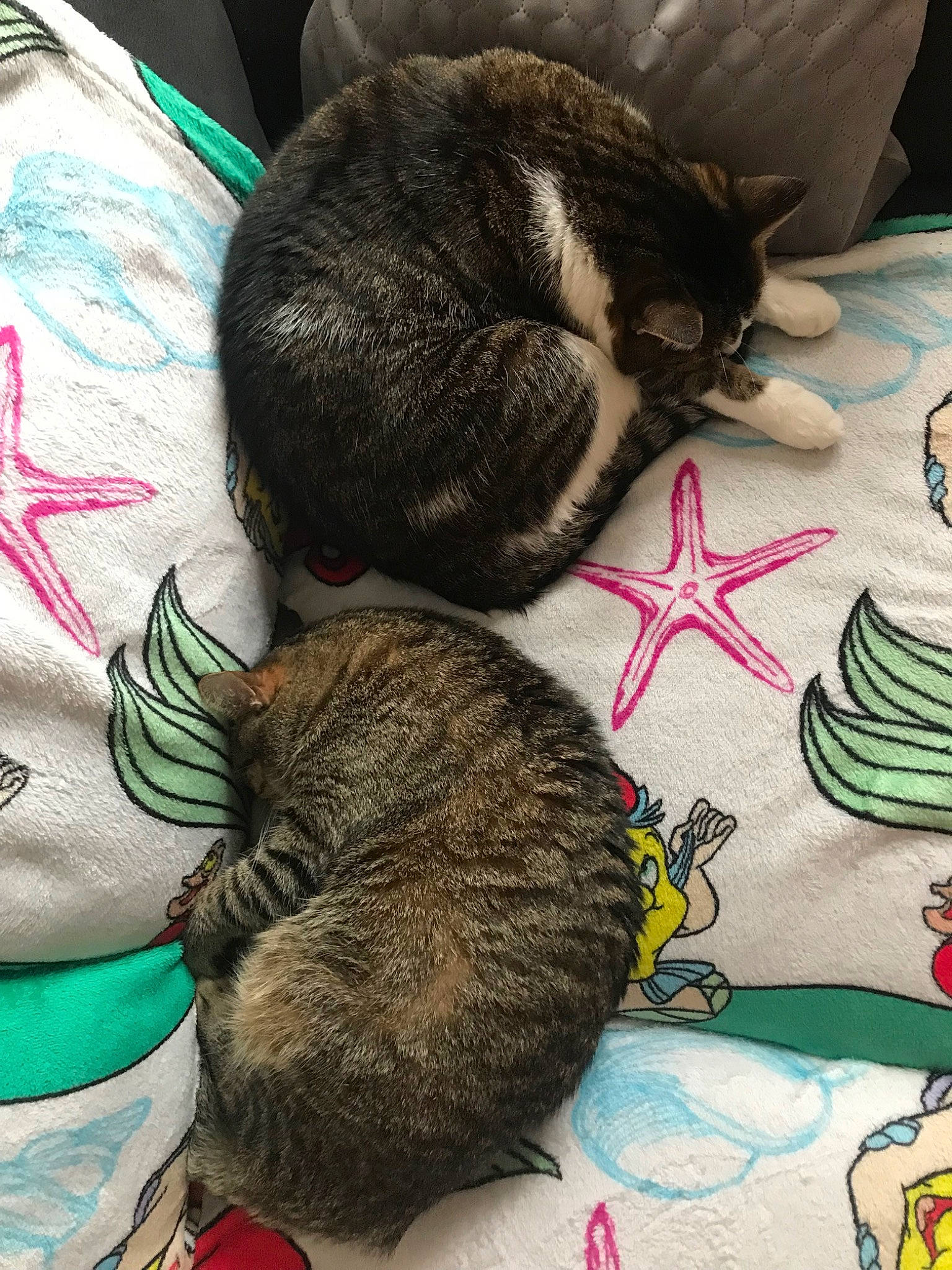 Bigoudi a rejoint le concours — aidez-le/la à gagner de superbes lots ! asian, carnivore, cat, claw, domestic_short_haired_cat, dragon_li, european_shorthair, felidae, fur, kitten, nap, skin, sleep, small_to_medium_sized_cats, tabby_cat, tail, whiskers