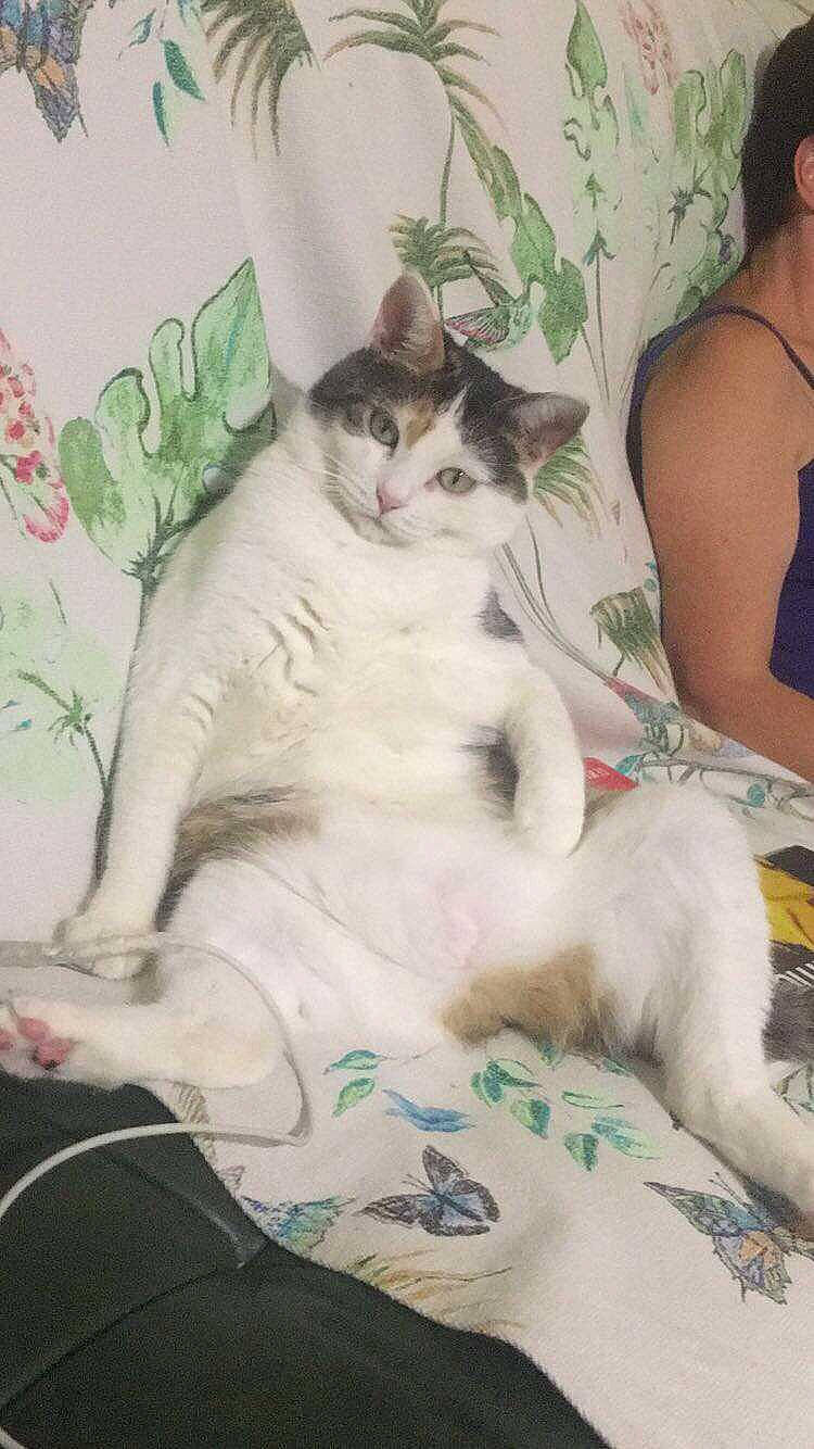 Vodka participe au concours pour gagner de l'argent avec cette photo : aegean_cat, carnivore, cat, domestic_short_haired_cat, felidae, fur, kitten, polydactyl_cat, skin, small_to_medium_sized_cats, tail, turkish_angora, turkish_van, whiskers