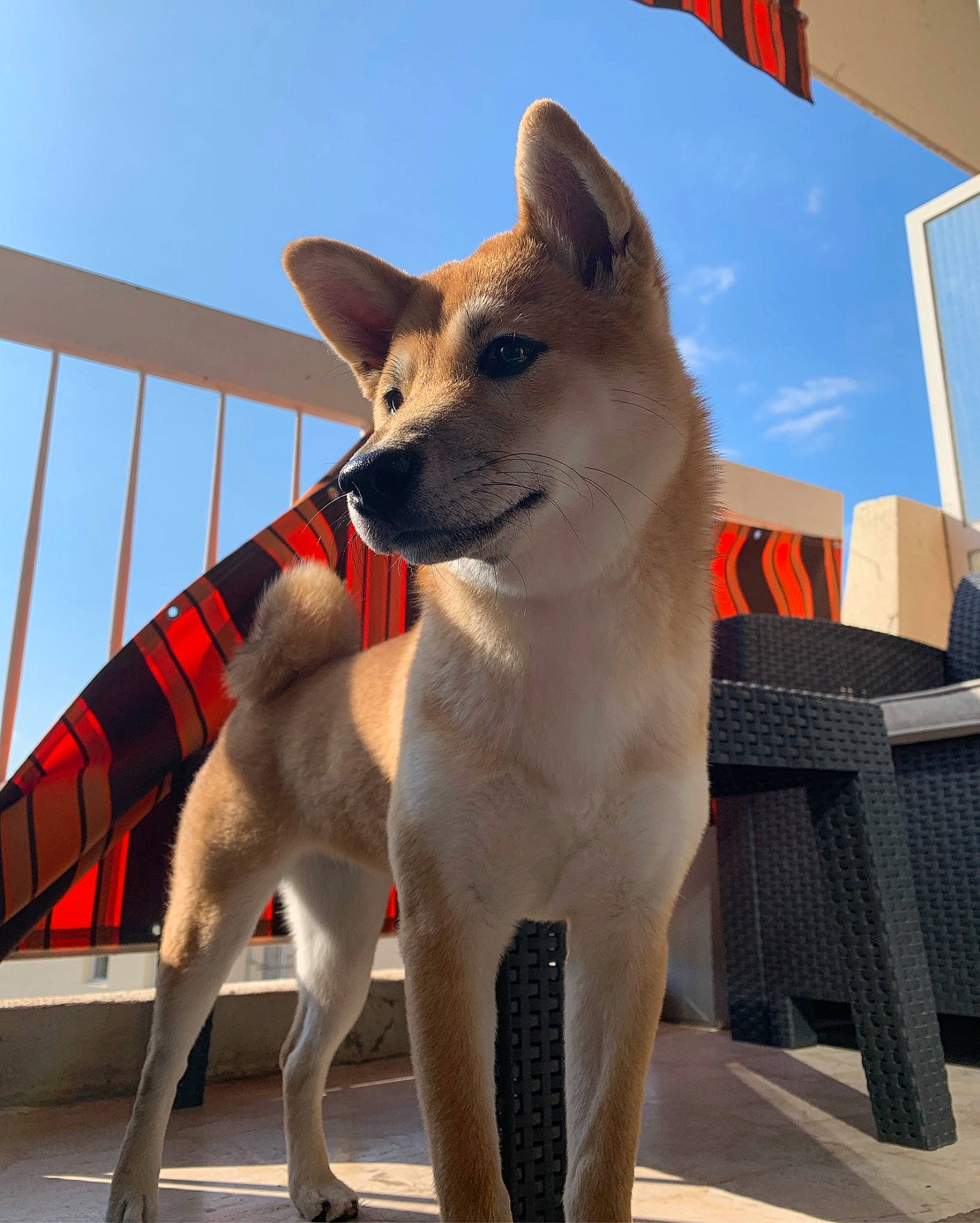 Ino participe au concours pour gagner de l'argent avec cette photo : akita, ancient_dog_breeds, canaan_dog, canidae, carnivore, carolina_dog, dog, dog_breed, fawn, formosan_mountain_dog, korean_jindo_dog, mammal, non_sporting_group, norwegian_buhund, snout, vertebrate