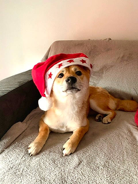 Ino a rejoint le concours — aidez-le/la à gagner de superbes lots ! canidae, carnivore, companion_dog, dog, dog_breed, dog_clothes, fawn, hat, headgear, mammal, non_sporting_group, paw, puggle, puppy, puppy_love, snout, sporting_group