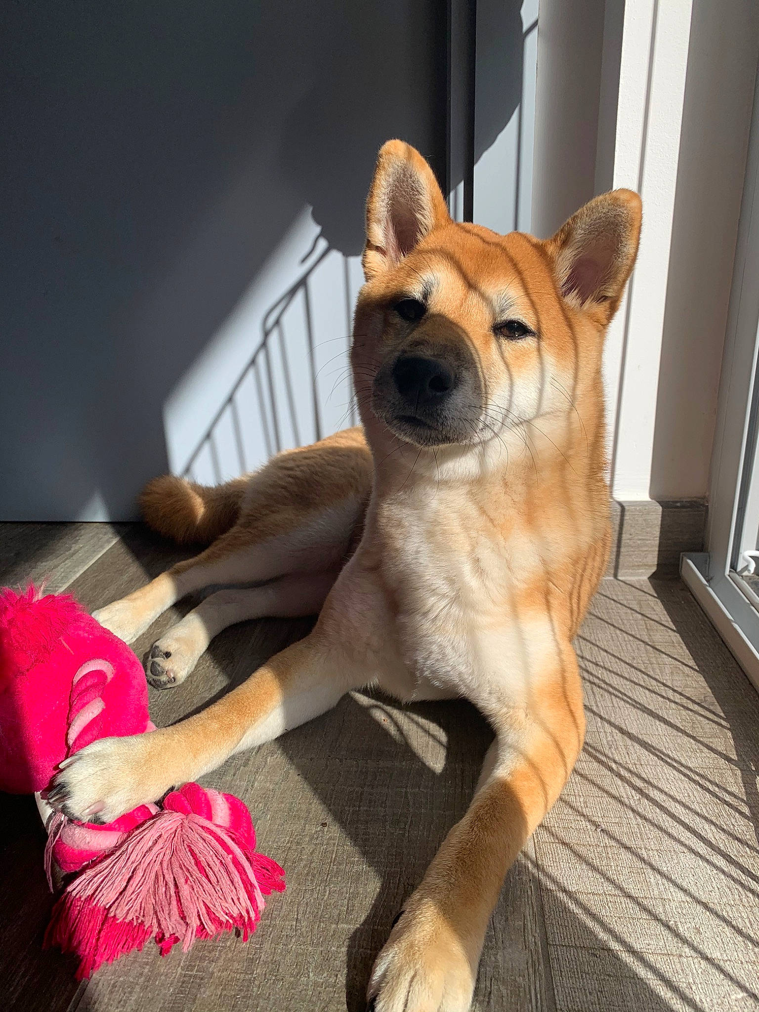 Ino a rejoint le concours — aidez-le/la à gagner de superbes lots ! akita, akita_inu, ancient_dog_breeds, canidae, carnivore, companion_dog, dog, dog_breed, fawn, fur, korean_jindo_dog, mammal, new_guinea_singing_dog, non_sporting_group, norwegian_buhund, shiba_inu, shikoku, spitz, tail, vertebrate