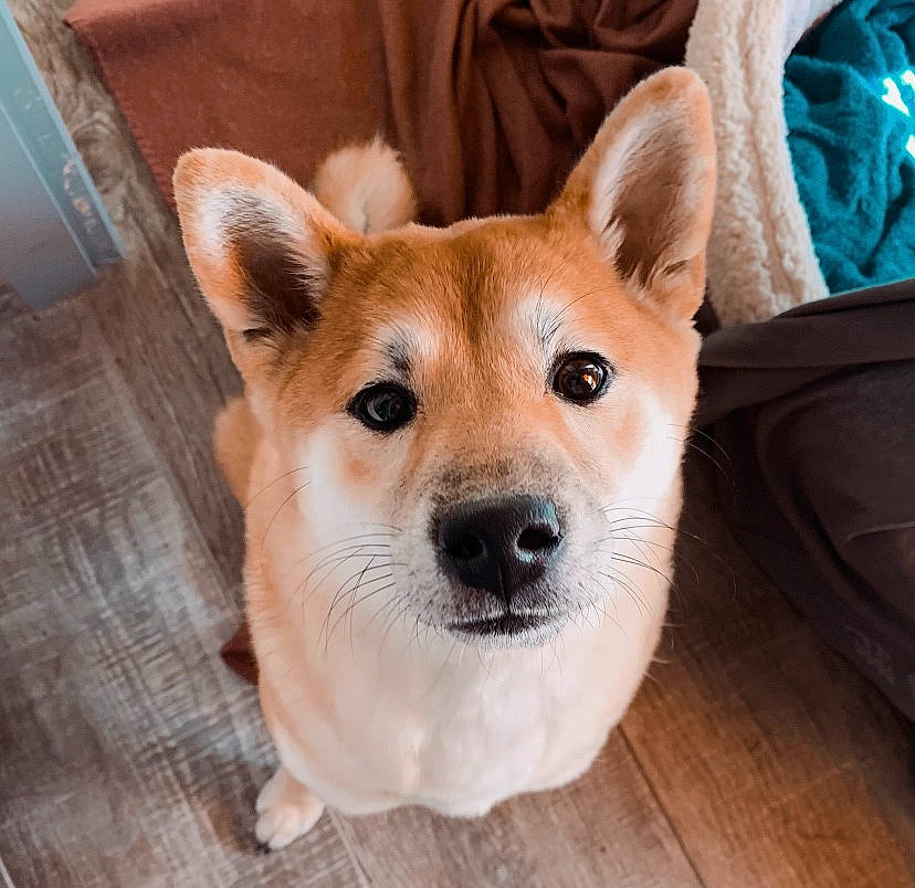 Ino a rejoint le concours — aidez-le/la à gagner de superbes lots ! ancient_dog_breeds, canaan_dog, canidae, carnivore, companion_dog, dog, dog_breed, hokkaido, korean_jindo_dog, mammal, non_sporting_group, norwegian_buhund, nose, pembroke_welsh_corgi, rare_breed_dog, shiba_inu, snout, vertebrate, welsh_corgi, whiskers