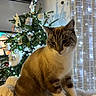 blanket, bokeh, cat, christmas_lights, christmas_tree, cozy, curtain, feline, festive, fur, holiday, home_interior, indoor, ornament, paws, pet, portrait, soft_lighting, television, whiskers