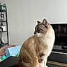 blanket, blue_eyes, cat, ears, feline, fur, furniture, gazing, home, indoor, pet, portrait, relaxed, remote_control, shelf, sitting, table, television, toys, whiskers