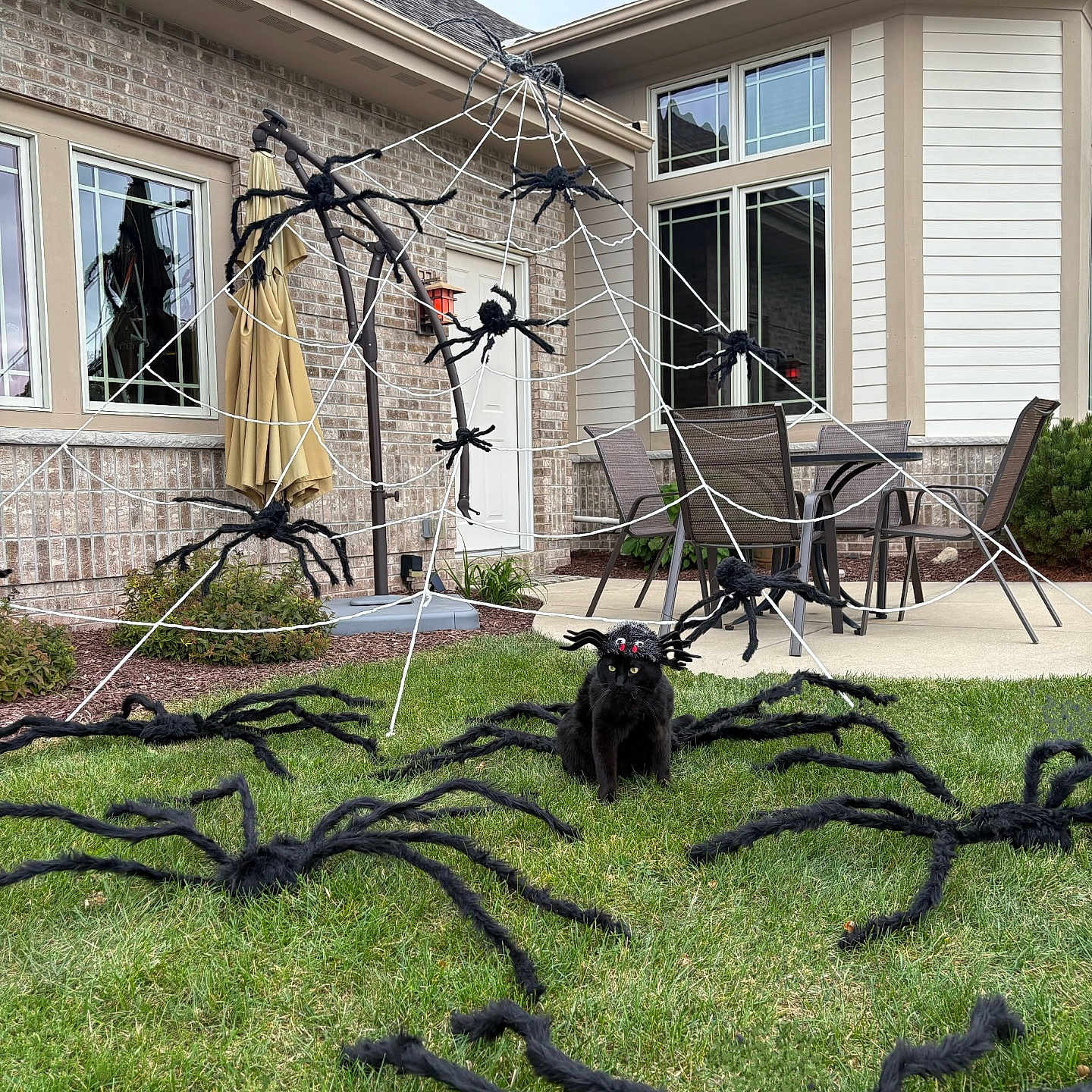 Ice Bear joined the competition — help win amazing prizes! animal, black_cat, costume, daytime, door, fake_spiders, funny, grass, halloween, house, lawn, outdoor_decorations, patio_chairs, patio_table, residential, spider_web, spooky, umbrella, windows, yard