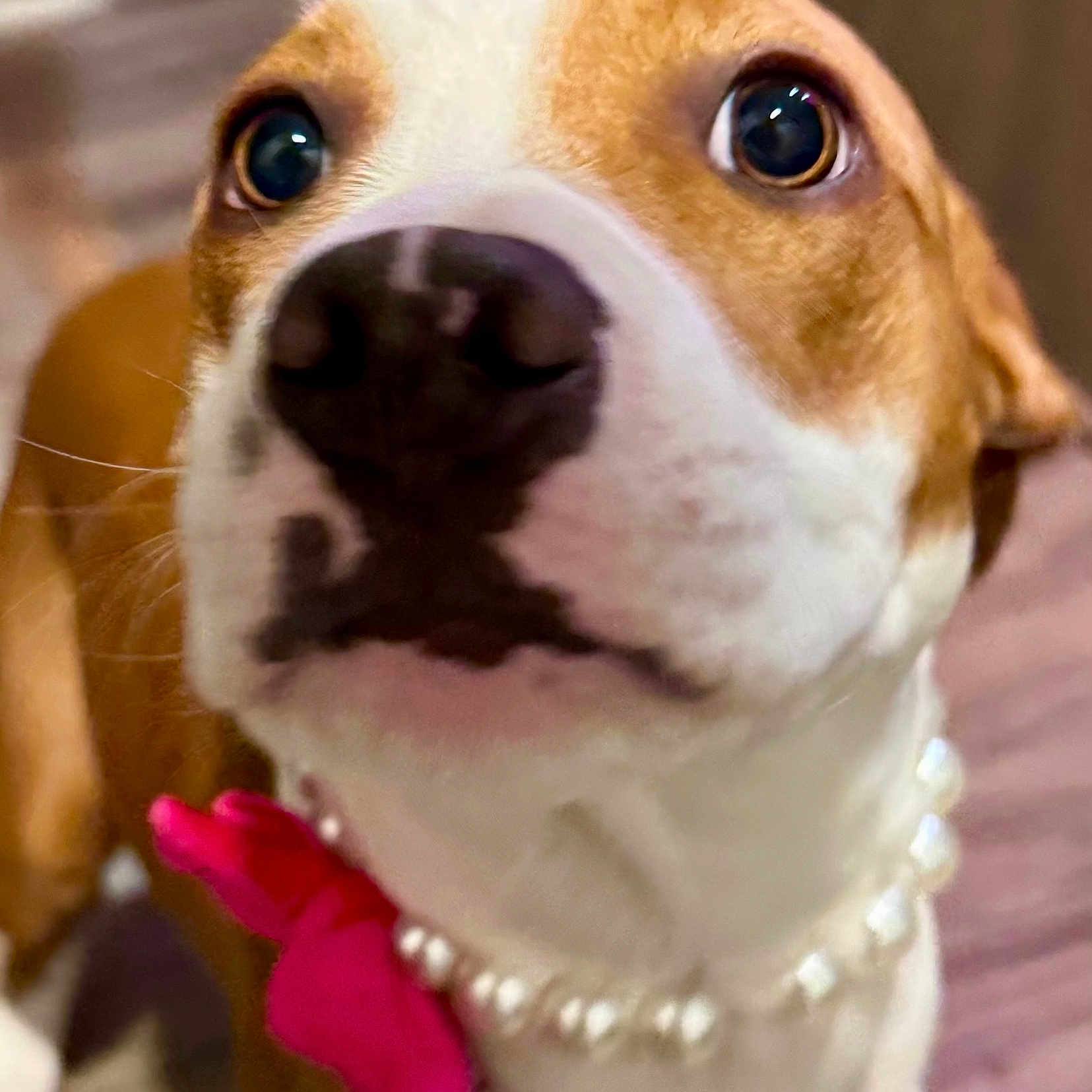 Javier Zavala joined the competition — help win amazing prizes! accessories, animal, beagle, bodypart, boxer, bulldog, canine, collar, dog, hound, jewelry, labradorretriever, leash, mouth, necklace, person, pet, puppy, snout, whitedog