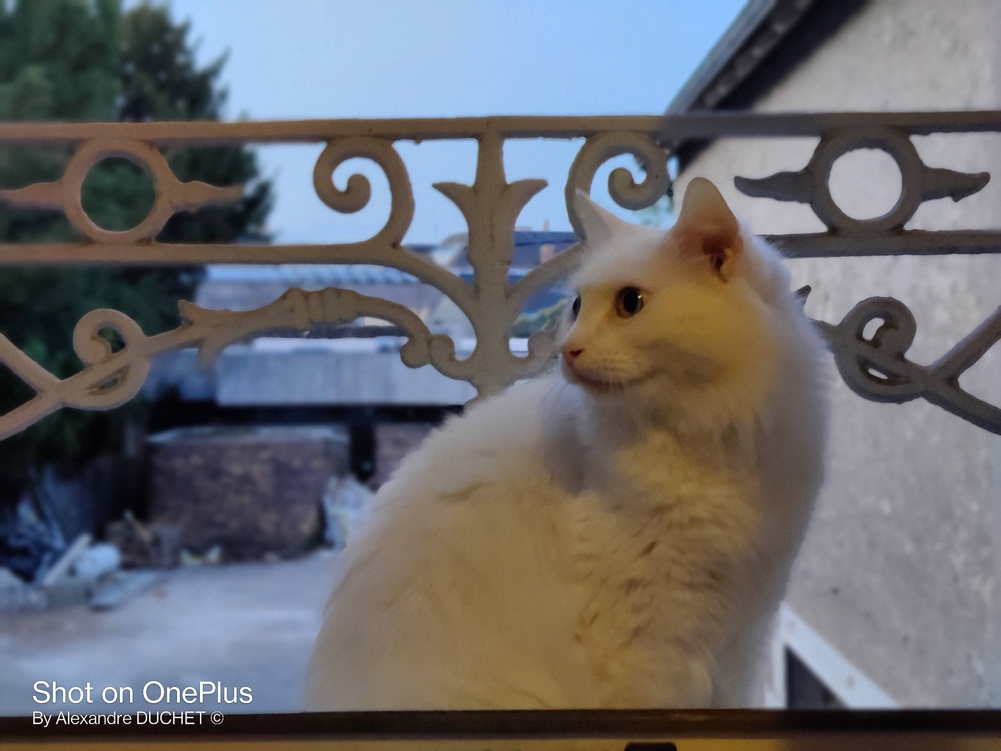 Tipy participe au concours pour gagner de l'argent avec cette photo : carnivore, cat, eye, fawn, felidae, fence, fur, metal, paw, sky, small_to_medium_sized_cats, snout, tail, whiskers, wildlife, winter, wood