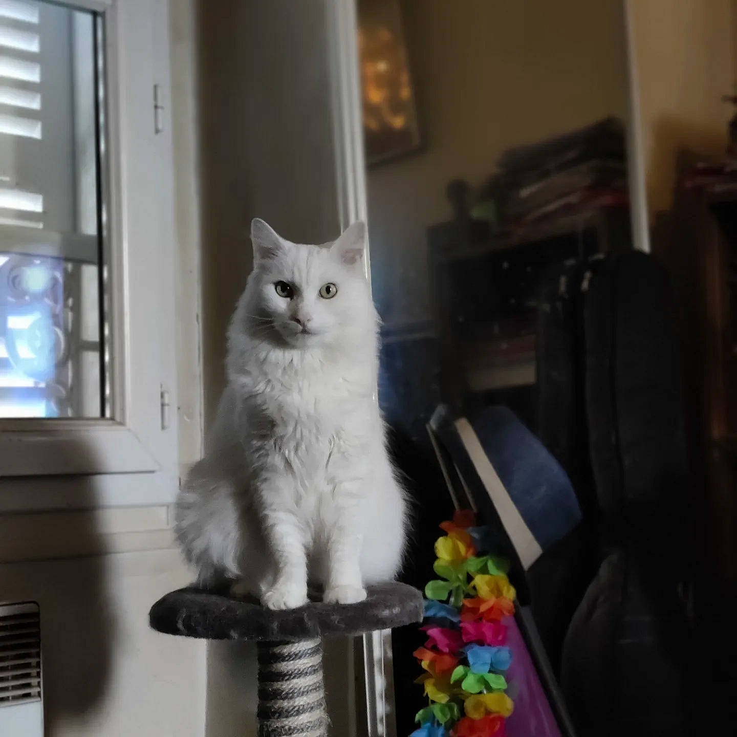 Tipy participe au concours pour gagner de l'argent avec cette photo : box, carnivore, cat, cat_furniture, chair, domestic_short_haired_cat, drawer, felidae, fur, paw, room, shelf, sitting, small_to_medium_sized_cats, snout, tail, whiskers, window, wood